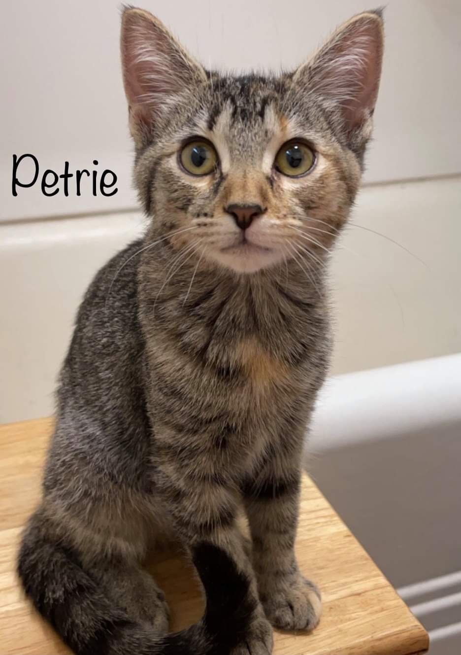 Petrie